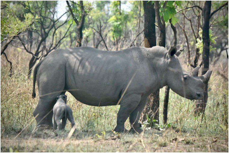 IccnRdc's tweet photo. 🚨 #ALERTE🚨
Carnet rose à la #Garamba !
Un bébé rhinocéros est né ce lundi 9 mars 2026.
Une semaine après la tragédie de Lusinga, la vie nous donne la force de continuer.
Ce nouveau-né est le symbole de notre détermination pour la biodiversité en #RDC.
La nature gagne toujours. https://t.co/dln5DmoFuJ