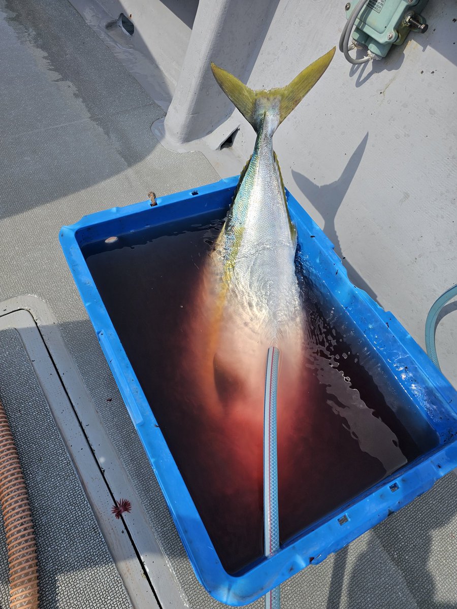 汐太郎@九州磯釣水産 tweet media