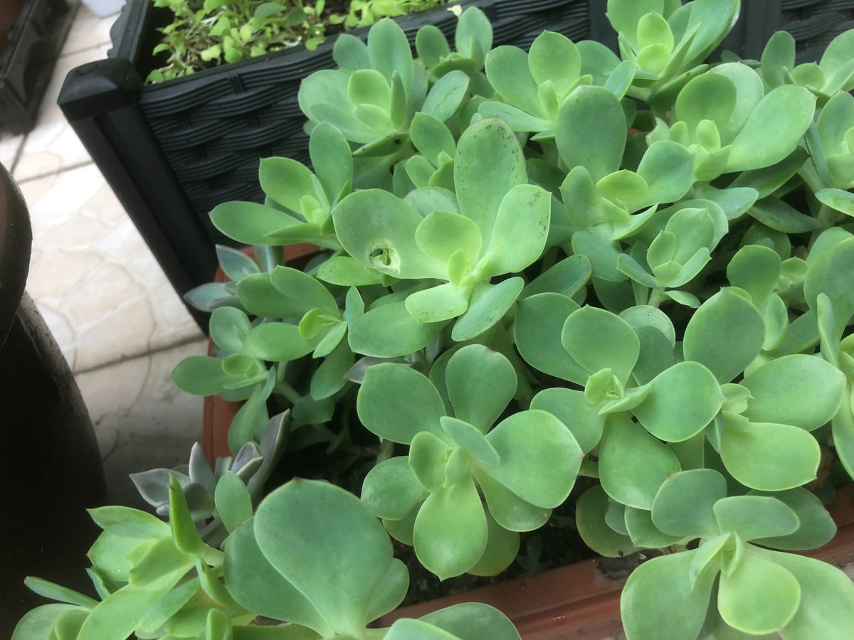 miichelliita's tweet image. Taste Test: Fresh vs. Dried Oregano   Fresh: Bright, grassy zing (perfect for salads/soups!) | Dried: Concentrated, earthy warmth (ideal for slow-cooked dishes)  Pro tip: Use 3x more fresh than dried!   #HerbGuide #CookingHacks