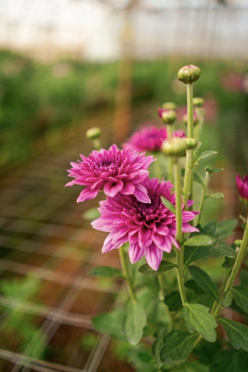 World of Reliance tweet media