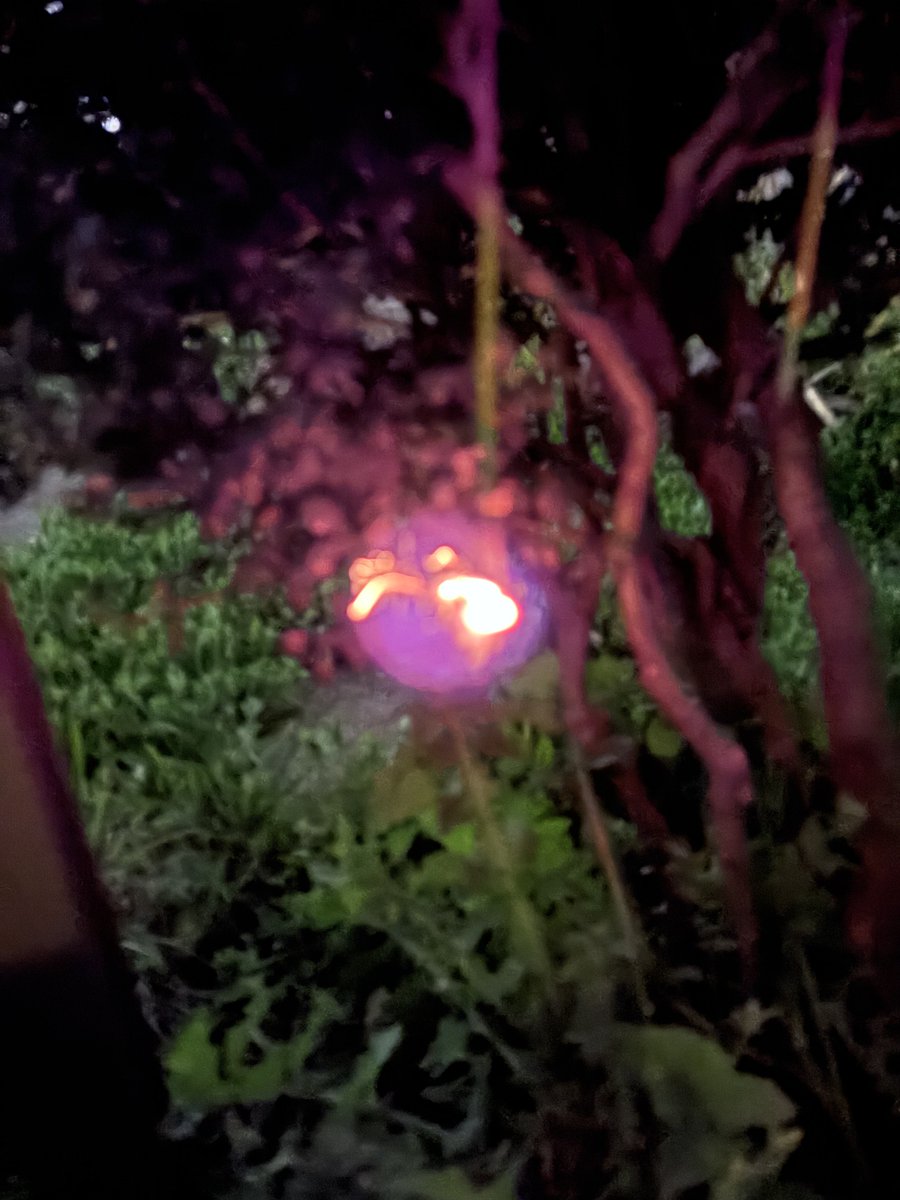 一龍斎 春水👘🗣️麻上洋子 tweet media