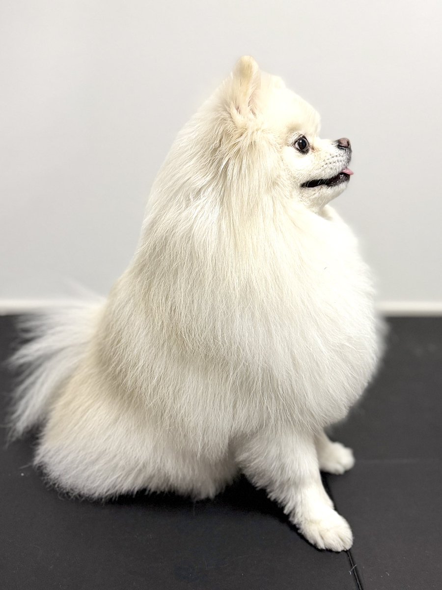 伊之助ボディになるまで毎日腹筋ローラー tweet media