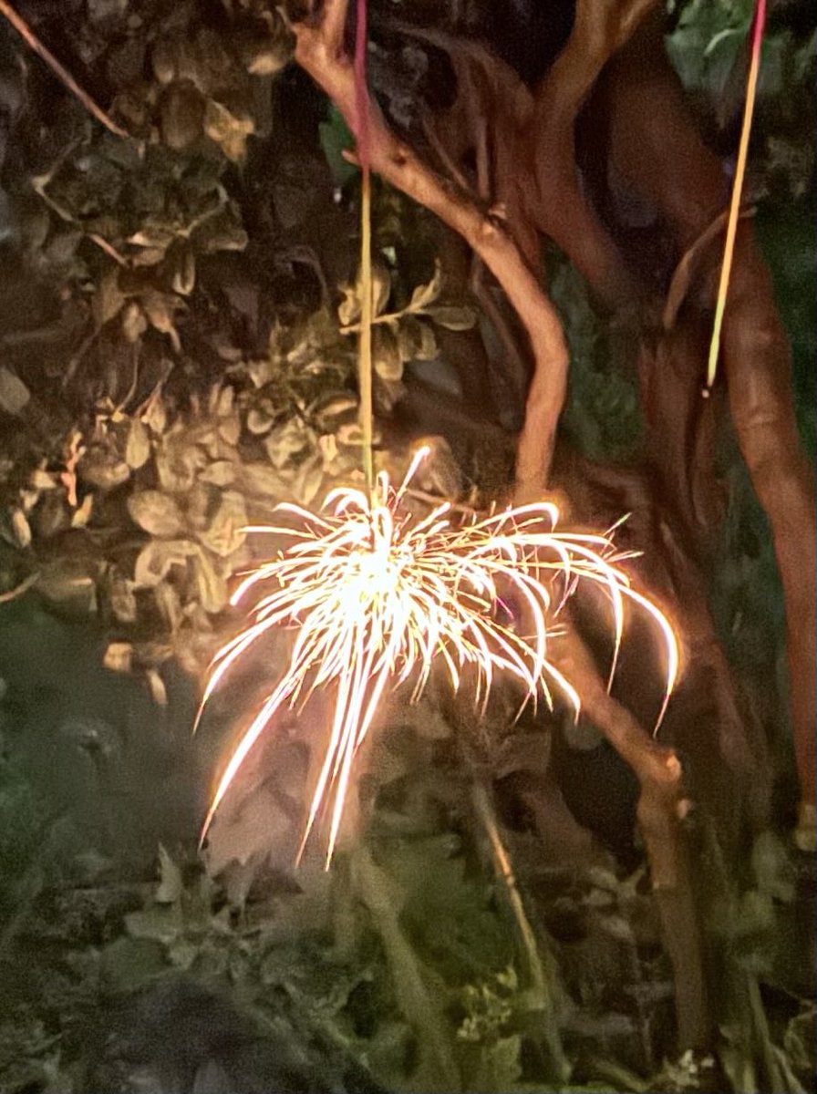 一龍斎 春水👘🗣️麻上洋子 tweet media