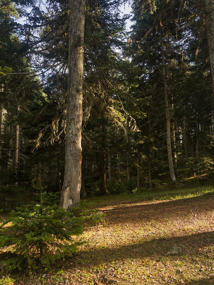 snemanım tweet media