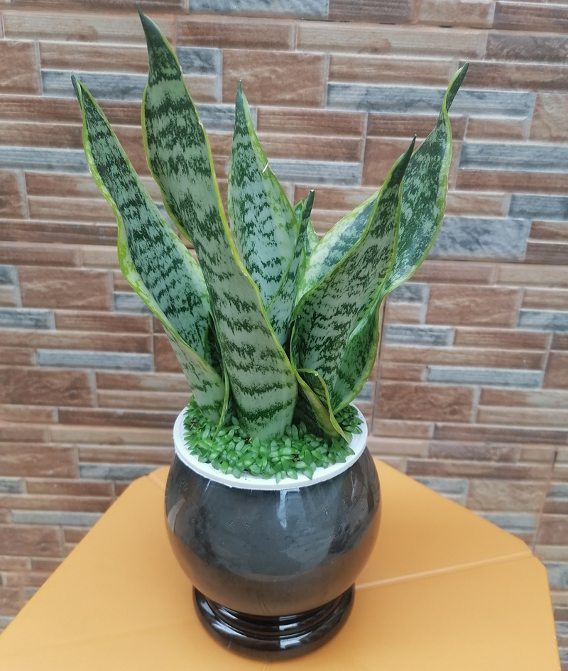 Michael Sqkyar tweet media