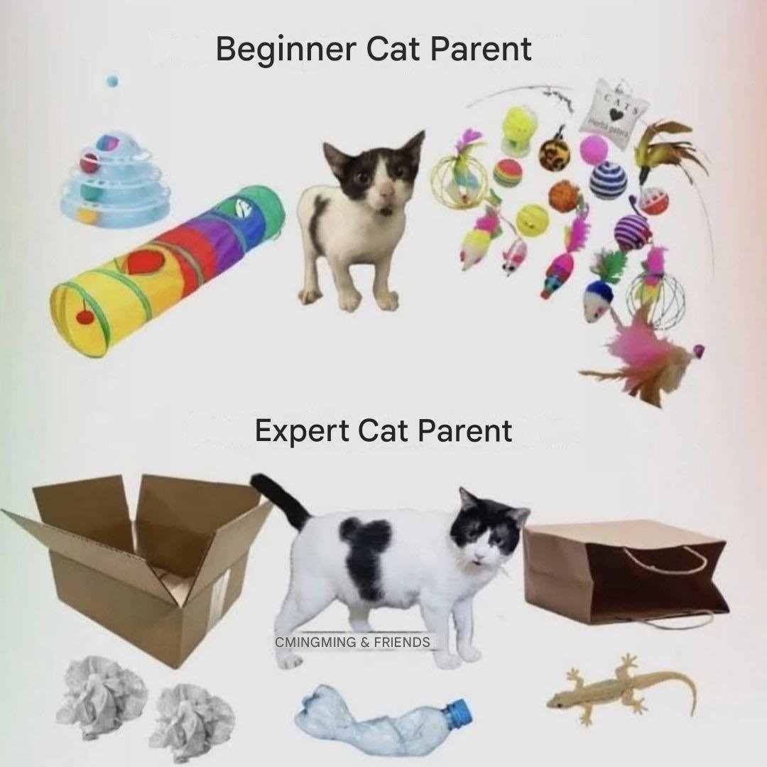 translated cats tweet media