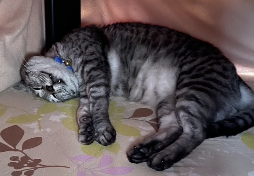 コタツで眠るニャン吉。
野生のカケラも無い（笑）