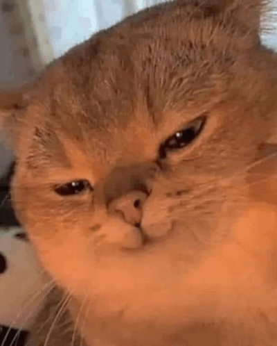 бабак зі степу 🌟 tweet media