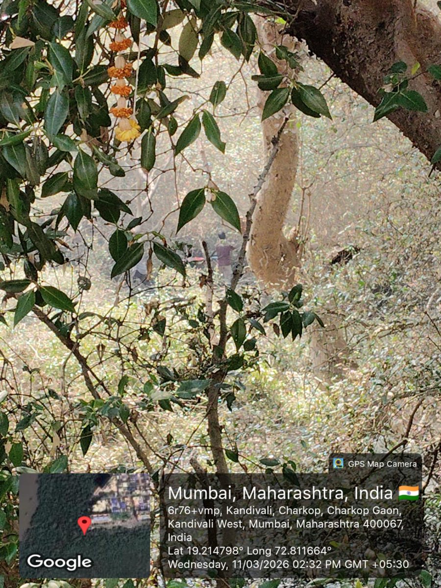 richapintoi's tweet photo. Works for cutting &amp; trimming of mangroves that will be impacted owing to the Mumbai Coastal Road (North) project have begun today at Charkop. While around 45,000 mangroves are getting impacted because of the project off these around 9,000 mangroves will be permanently cut. https://t.co/6vGSrsztDX