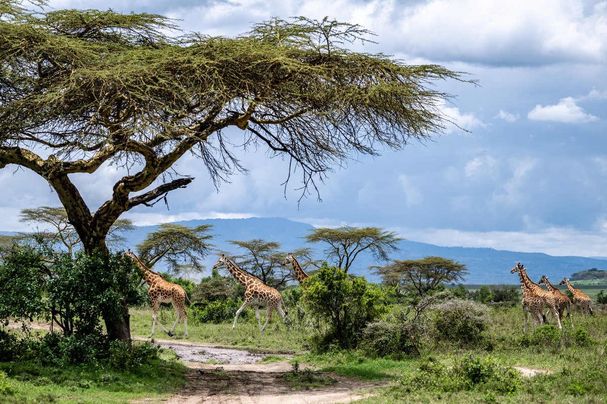 robertvirves's tweet image. Safari Rally Kenya 2026 🇰🇪
Service park &amp;amp; recce

#STARTER • #Evecon • #Chanz • #Nordauto • #Stilo 
@toksportwrt @MotorsportSkoda @OfficialWRC
#WRC #WRC2 #SafariRallyKenya