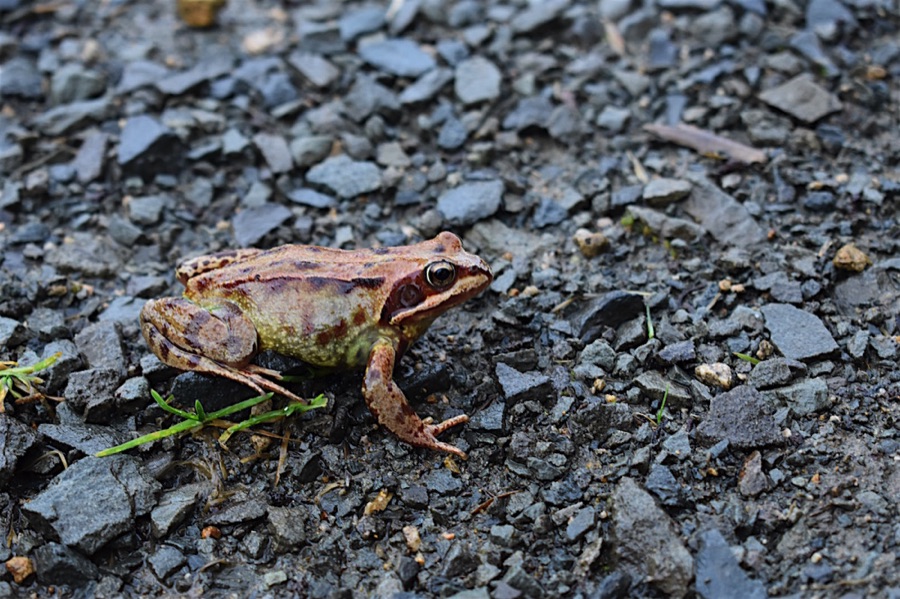 Little Green Space 🦋 tweet media