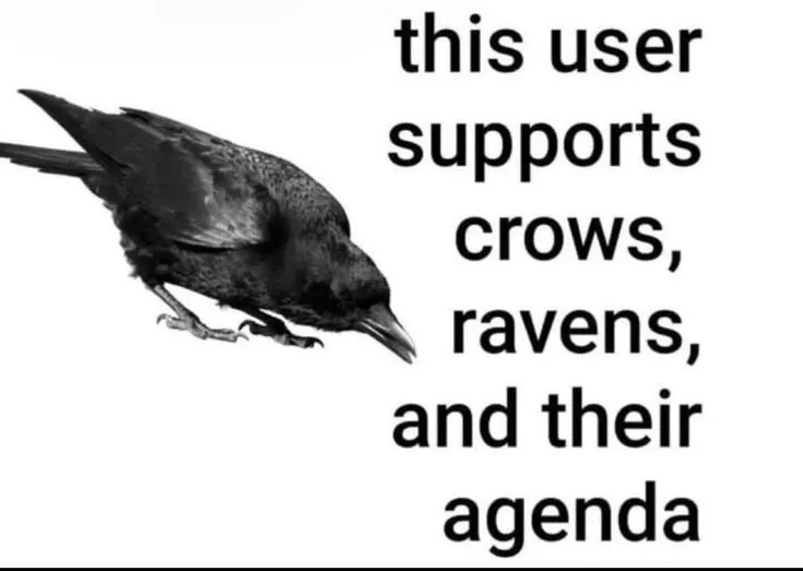 Purrs 🏴 tweet media