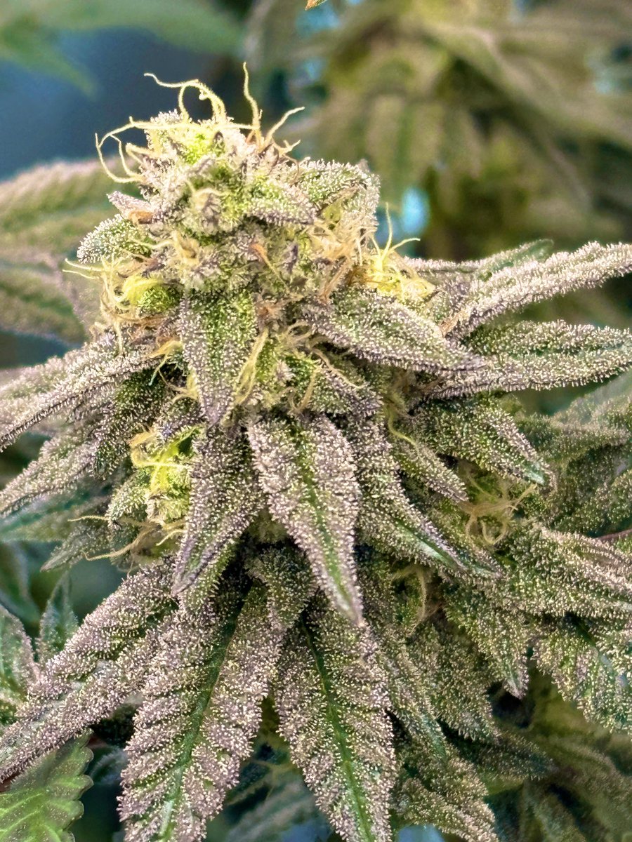 2LOUD4YOU tweet media