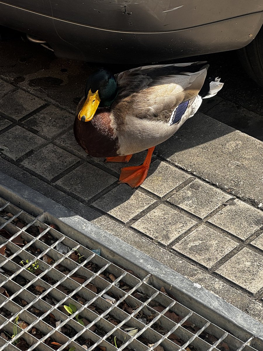 Pepe Reis tweet media