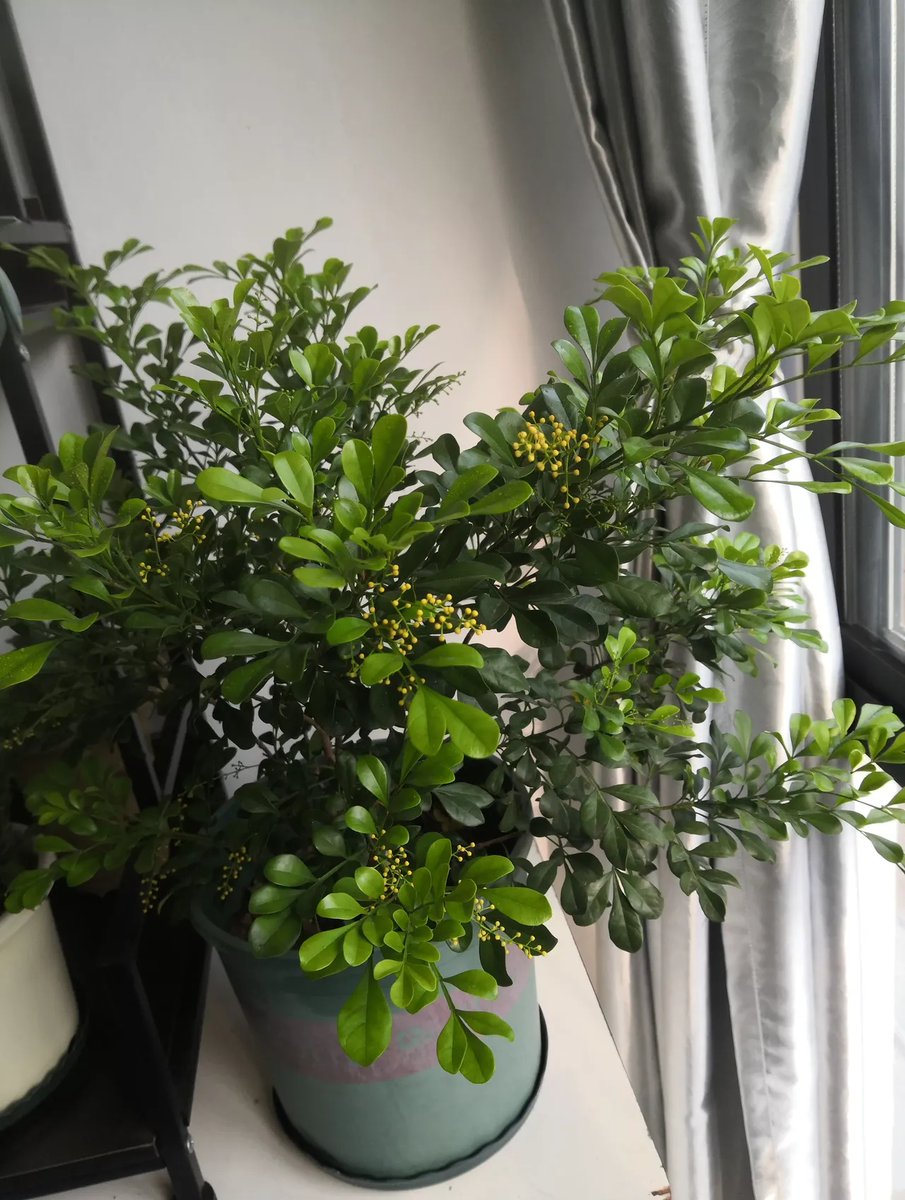 Zaira M. tweet media