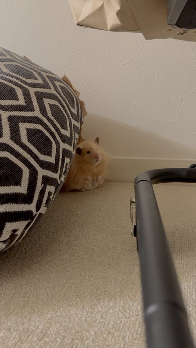 hemhemjp tweet media