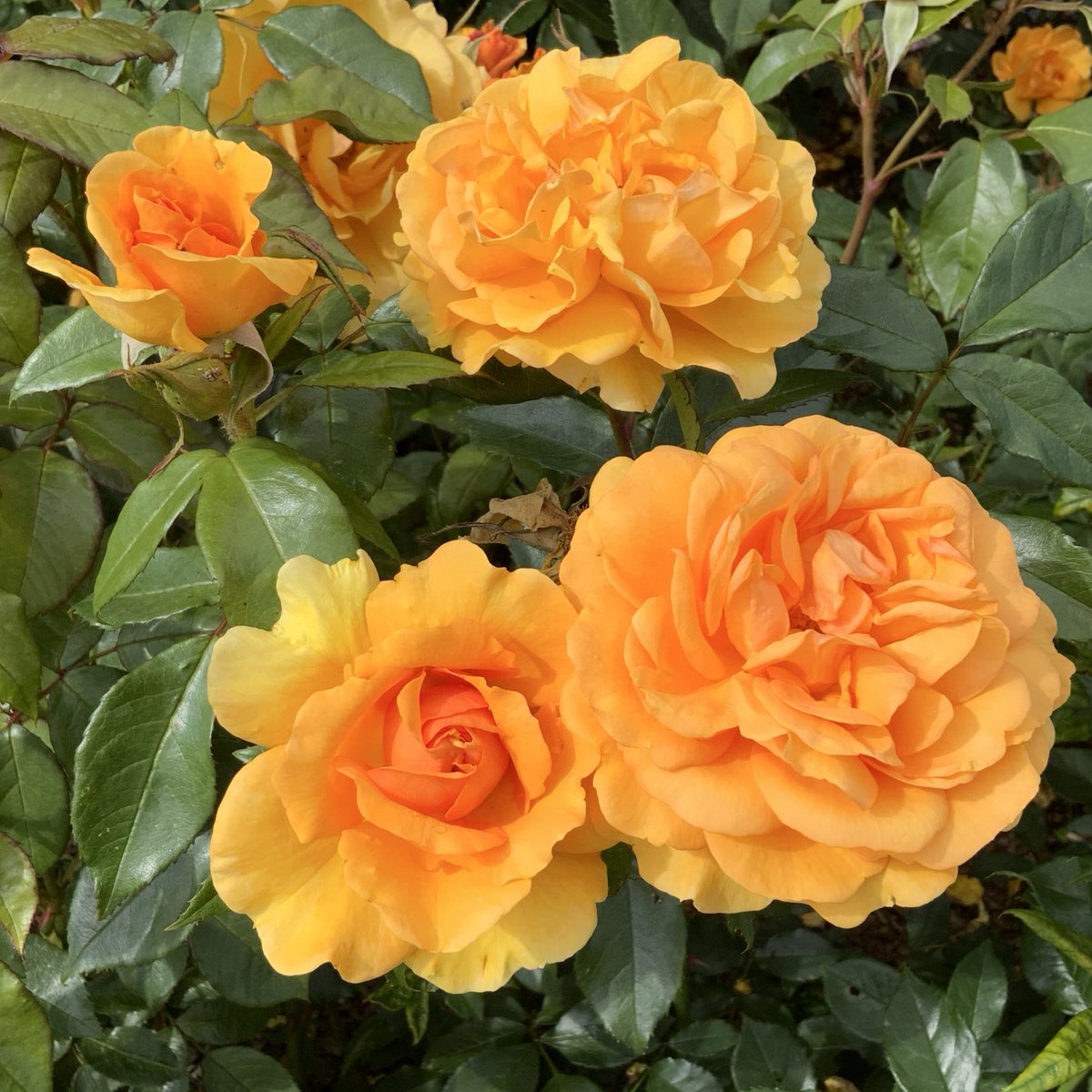 🌹rosesuk tweet media