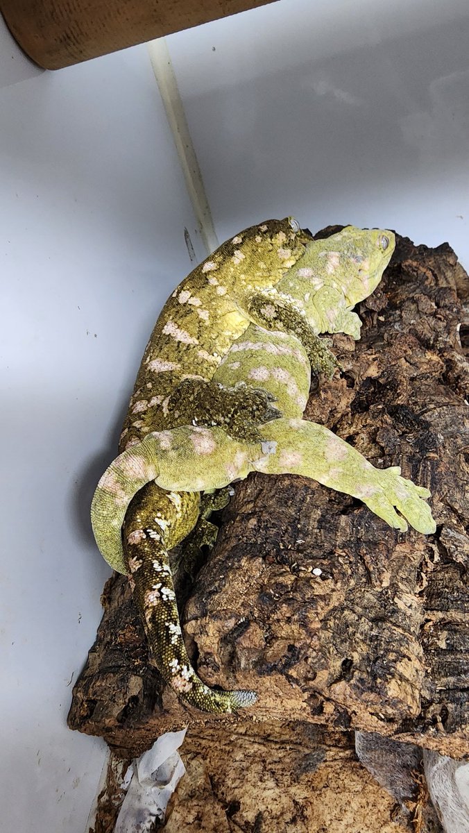 オカハコ2Fストックルームより tweet media