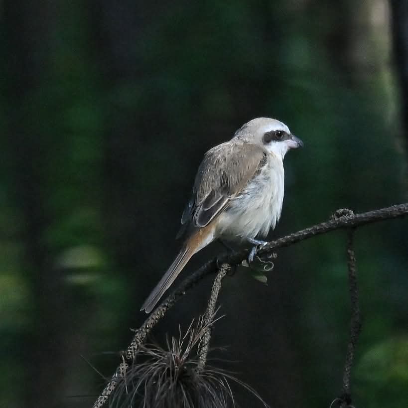 AvianQuest's tweet photo. Shrike
Baguio City, Philippines 
Nikon Z50 + Nikorr Z 50-250mm https://t.co/fdHM5L75Sm