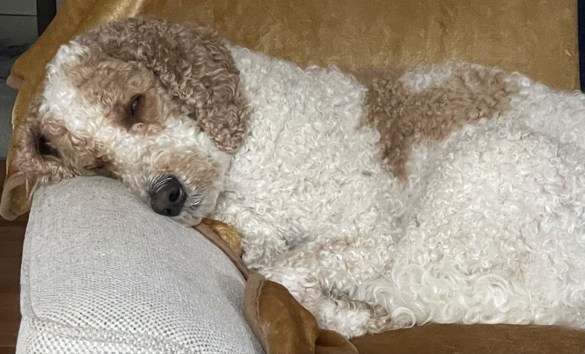 createurownart's tweet image. So much rain overnight and now all day too!?!
Wake me when it’s dry out!🤣☔️☔️

#WednesdayVibes
#DogsOfX
#RainyDays