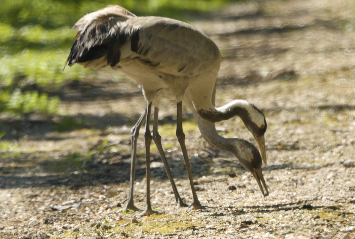 החברה להגנת הטבע tweet media
