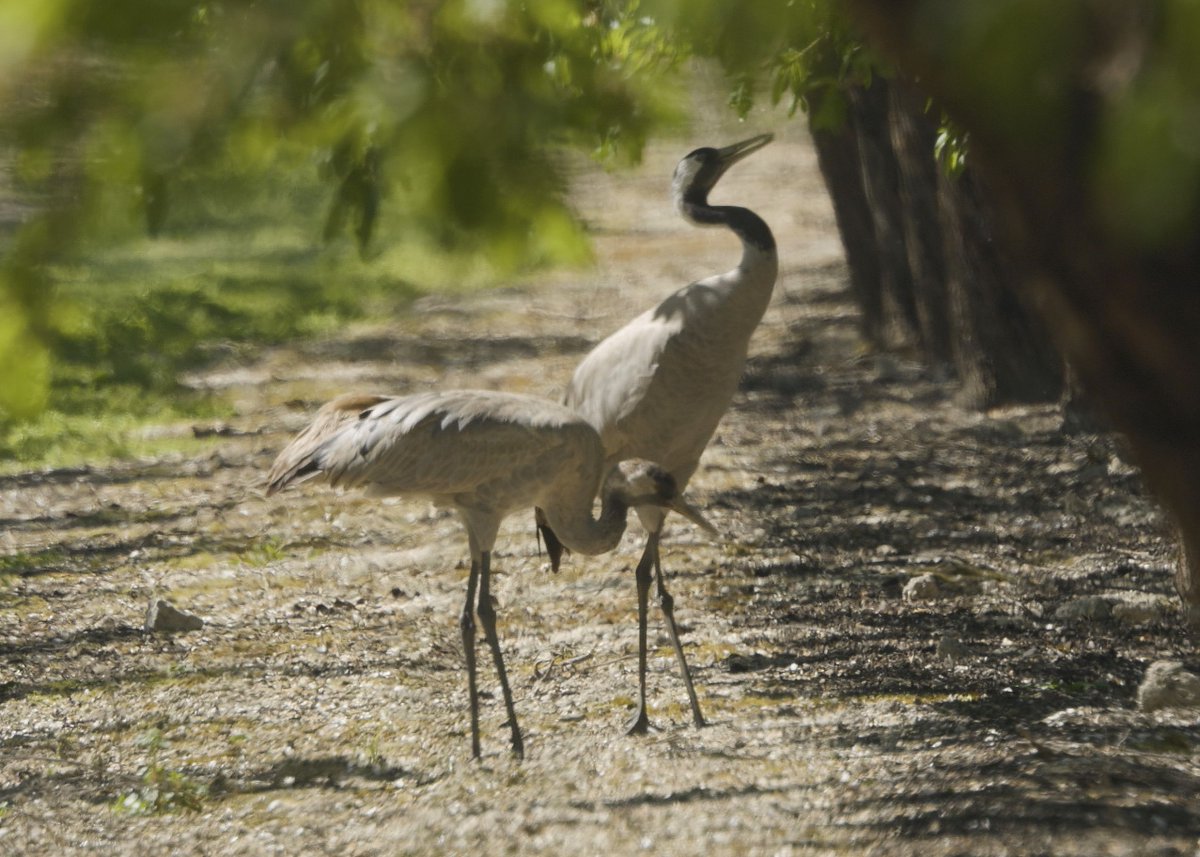 החברה להגנת הטבע tweet media