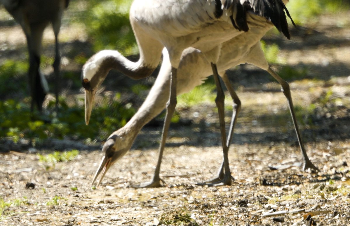 החברה להגנת הטבע tweet media