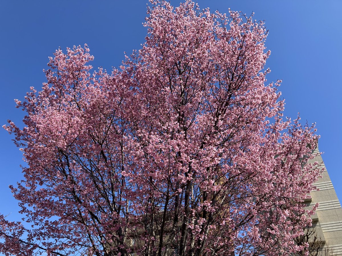 この色は河津桜でしょうか。

春の足音が聞こえてきましたね🌸
