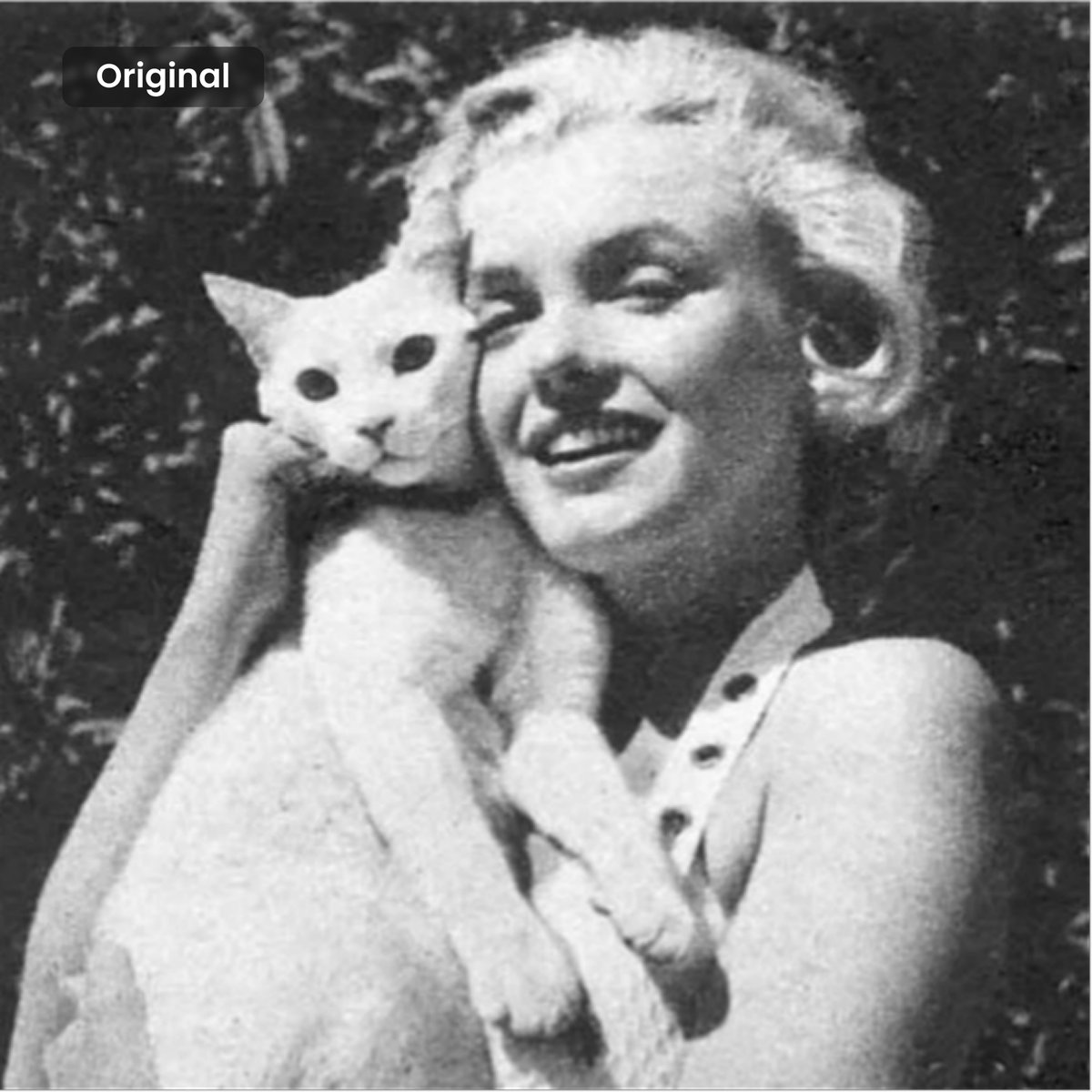 HitPawofficial's tweet image. Marilyn Monroe and her cat. 🐈

Share your cat photos in the comments! Let HitPaw restore them online and bring back their original cuteness: cutt.ly/3tTNlrj1
#HitPaw #HitPawCatTax #Cat #Catmeme #AIPhotoEnhancer