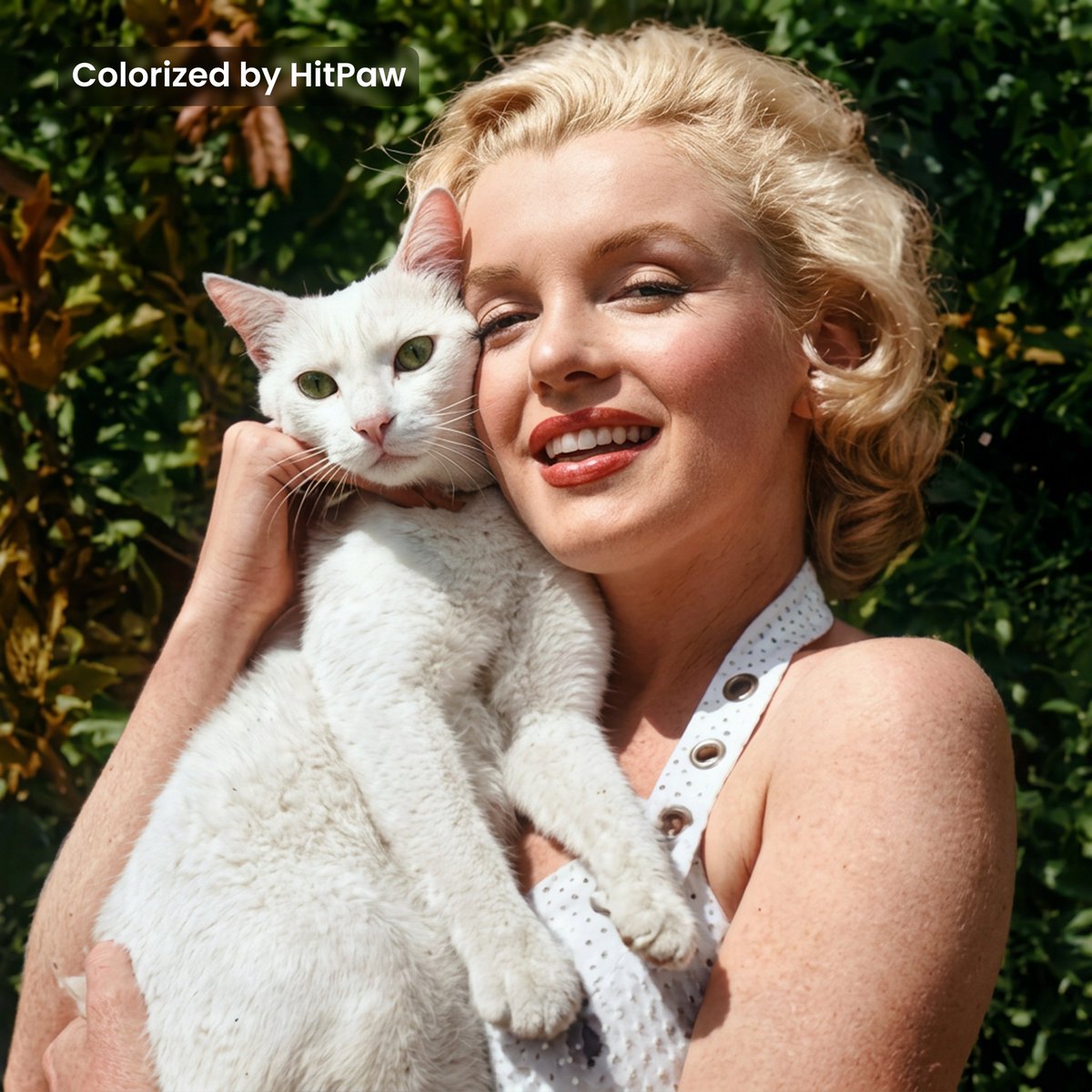 HitPawofficial's tweet image. Marilyn Monroe and her cat. 🐈

Share your cat photos in the comments! Let HitPaw restore them online and bring back their original cuteness: cutt.ly/3tTNlrj1
#HitPaw #HitPawCatTax #Cat #Catmeme #AIPhotoEnhancer