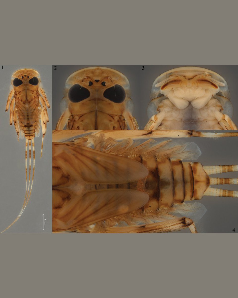 Lee Kong Chian Natural History Museum tweet media