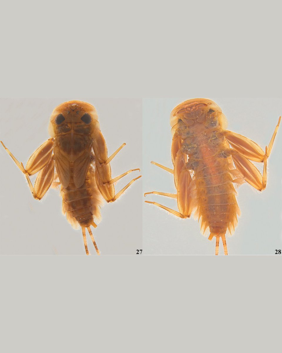 Lee Kong Chian Natural History Museum tweet media