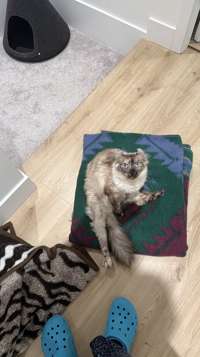 🩵💙💜SnookumsGal💜💙🩵 tweet media