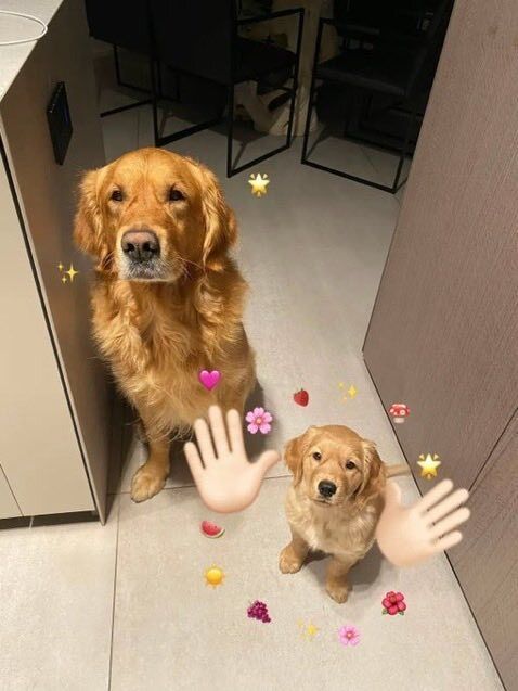 everything dogs 🐶 tweet media