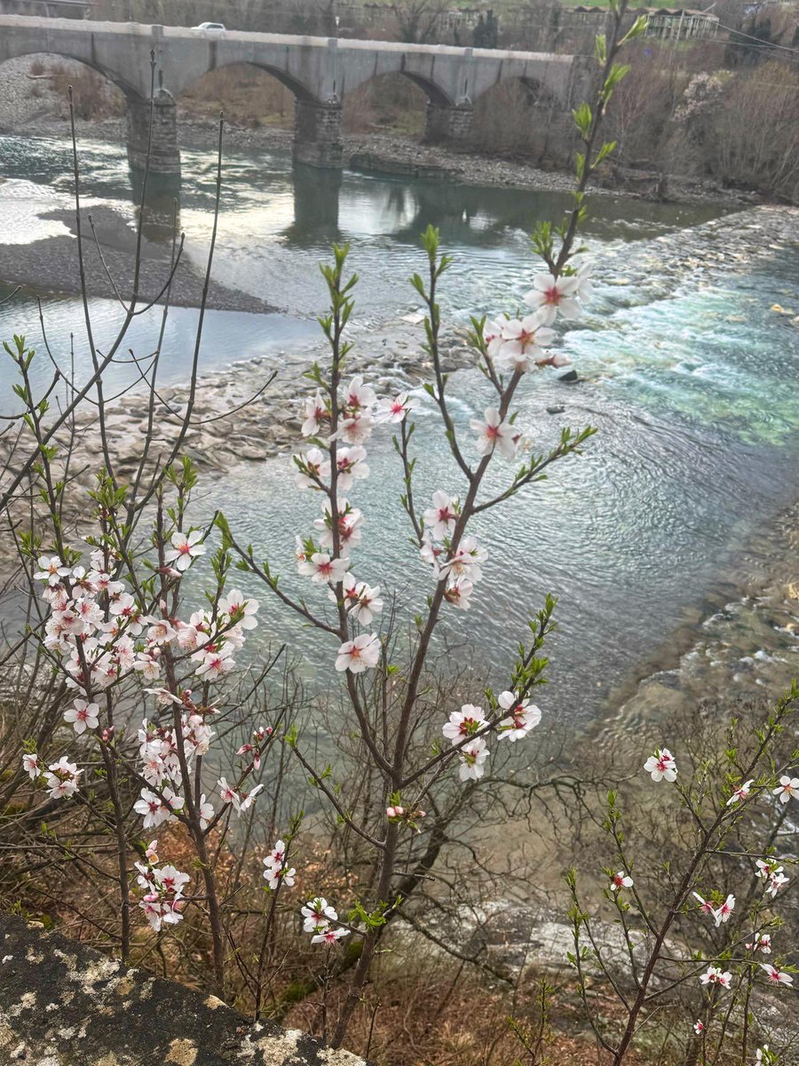 auroraabbate1's tweet photo. Il fiume riflette la vita che riprende cercando la bellezza ogni giorno …un ramo.. un fiore..  naturamore.. ❤️.                 ##lovebuongiorno ♡♡♡♡ https://t.co/f07wiADtDv