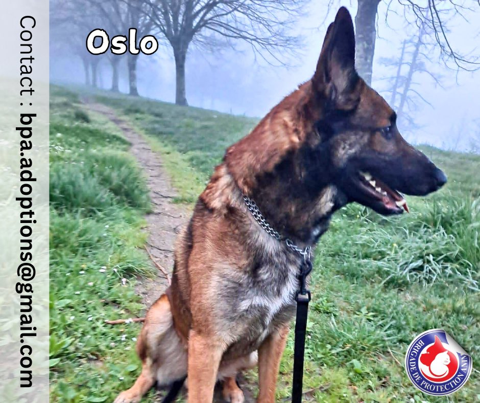 Brigade de Protection Animale – BPA tweet media