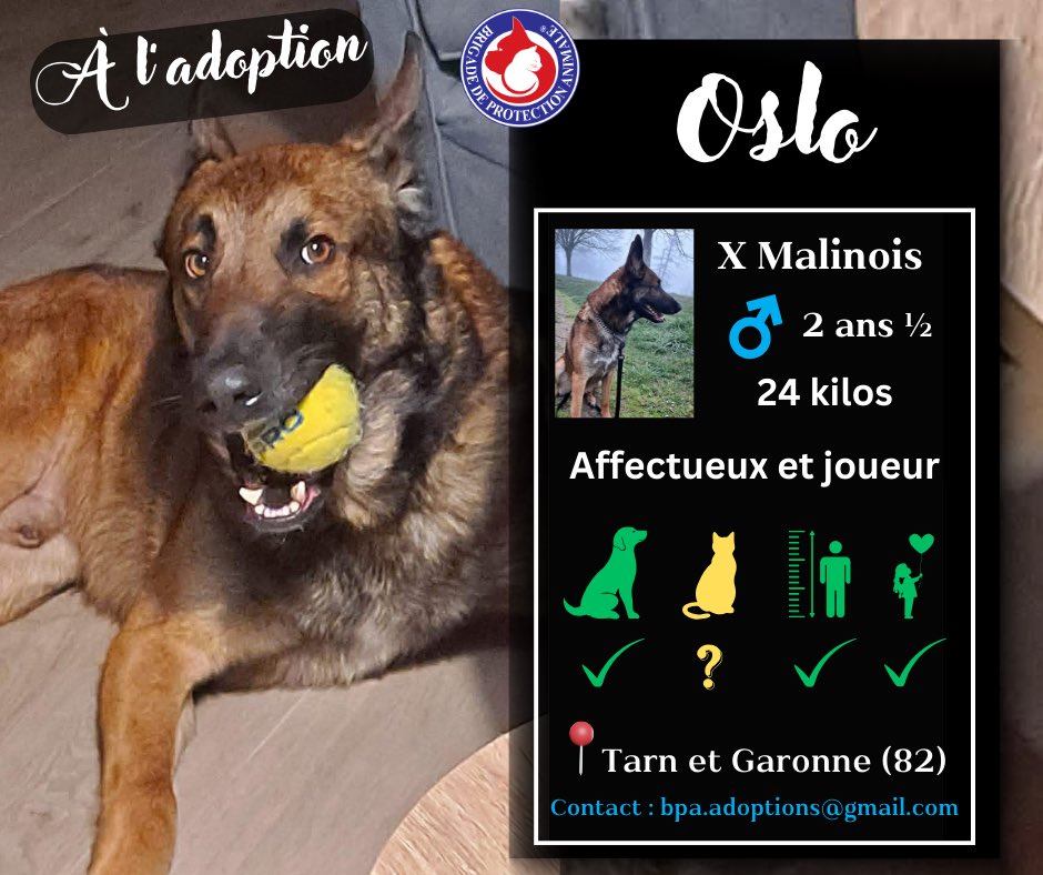 Brigade de Protection Animale – BPA tweet media