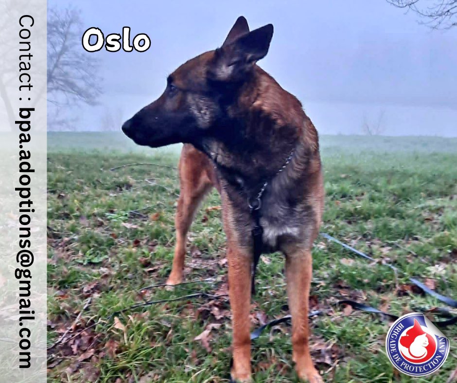 Brigade de Protection Animale – BPA tweet media