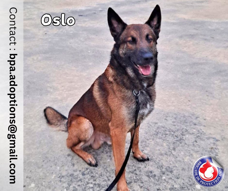 Brigade de Protection Animale – BPA tweet media