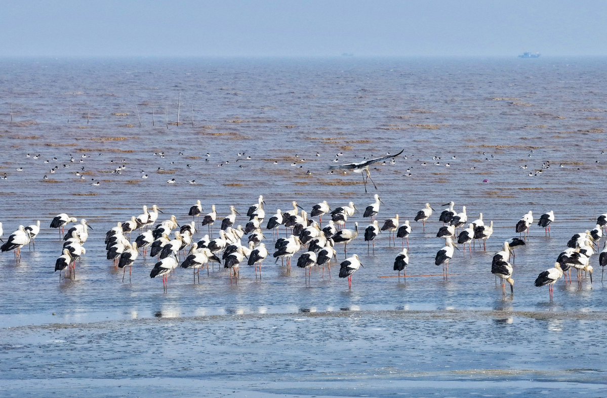 Modern Jiangsu tweet media