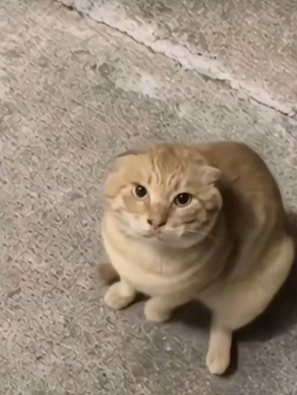 國軍喵司令🇹🇼（互fo/台北の虎🐯 tweet media