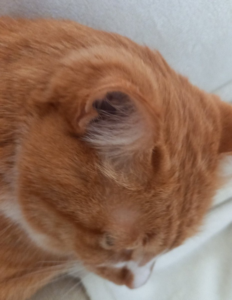 ぼくしゃん
おっきい毛玉🤮して出たね❗
いいこしゃん☺️
🤮して誉められるのは
猫さんだけねw