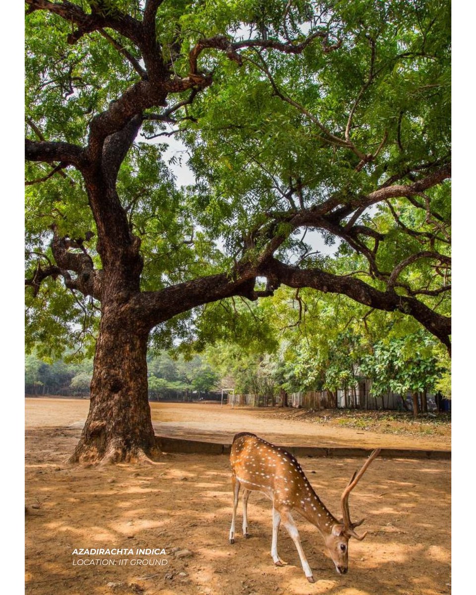 tnforestdept's tweet photo. The study finds 24 trees over 200 years old and 33 between 100–200 years.

The oldest identified tree — a Baobab (Adansonia digitata) — is estimated to be 239–292 years old, predating Chennai’s transformation into a major metropolis.

@supriyasahuias #Climate #Trees #Forest https://t.co/zENKSEO3zJ