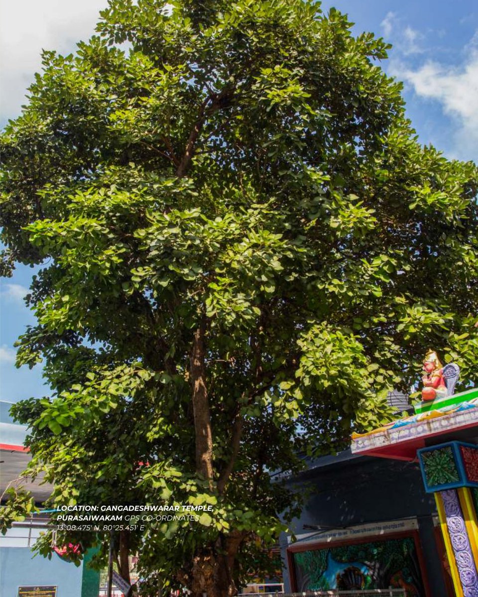tnforestdept's tweet photo. Prepared under the Green Tamil Nadu Mission with Nizhal Trust, IWST &amp; IFGTB, the report also uses advanced Electrical Resistance Tomography (ERT) to assess tree health and guide conservation of these living urban legacies. https://t.co/ecvNS61Yn1