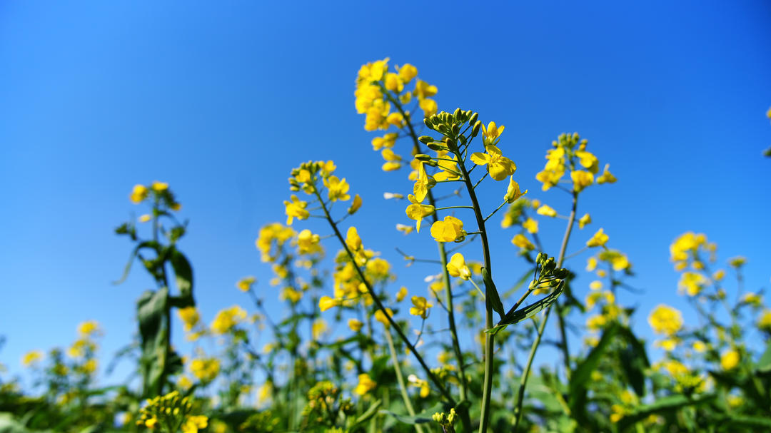cydf528's tweet photo. Head towards #spring! The #fields are #golden, spring is everywhere. https://t.co/P14b1FvanL