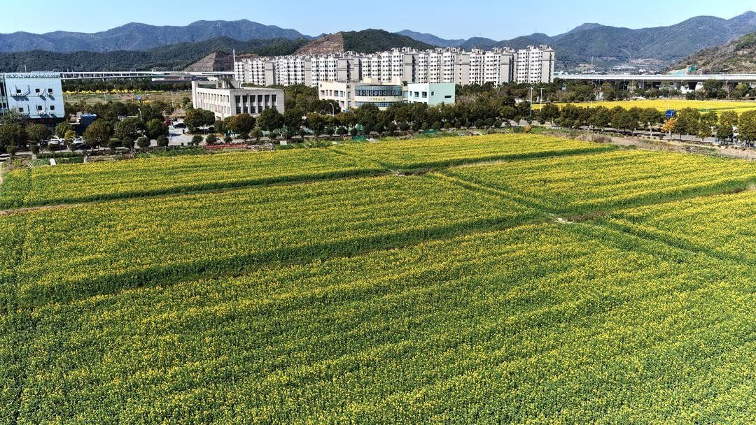 cydf528's tweet photo. Head towards #spring! The #fields are #golden, spring is everywhere. https://t.co/P14b1FvanL