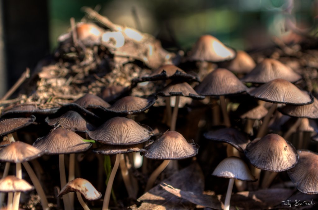 Use only one piece of art to convince people to follow you.