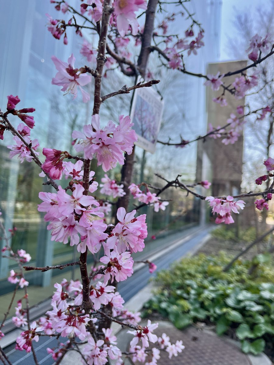 さかい利晶の杜 tweet media