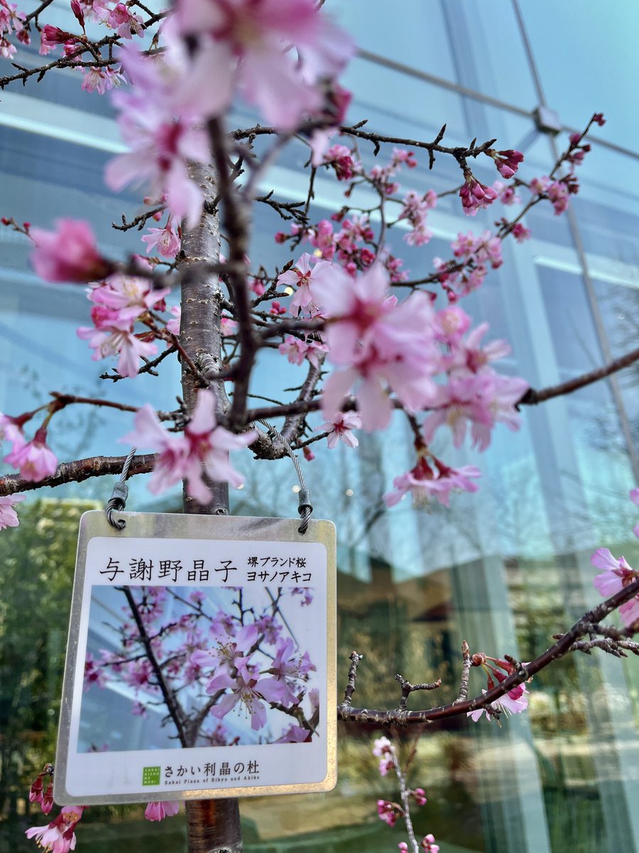 さかい利晶の杜 tweet media
