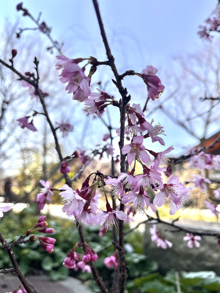 さかい利晶の杜 tweet media